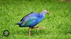 Kweekkoppel purperkoeten, Dieren en Toebehoren, Geringd