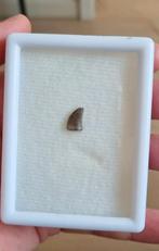 Dent de nanotyronasaurus, Enlèvement ou Envoi