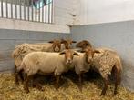 7 jonge voskop ooien, Vrouwelijk, Schaap, 0 tot 2 jaar