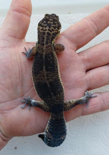 0.1 Black Night luipaard gekko beschikbaar voor biedingen