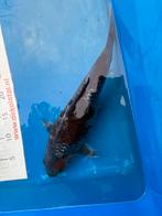 37 cm ginrin Ochiba koi, Dieren en Toebehoren