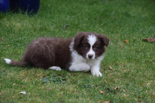 Border collie pups, chocolate-white en zwart-wit, Dieren en Toebehoren, Honden | Herdershonden en Veedrijvers, Meerdere dieren