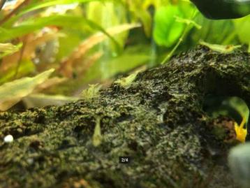 Caridina sp. Mini-Japonica (Amano Shrimp) beschikbaar voor biedingen