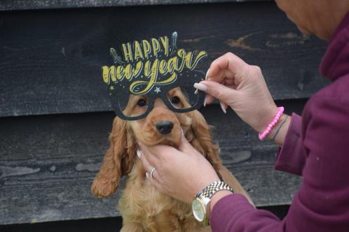 Engelse cocker spaniel pups, Dieren en Toebehoren, Honden | Retrievers, Spaniëls en Waterhonden, Meerdere dieren, Spaniël, Fokker | Professioneel