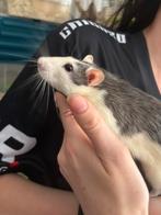 2 super lieve tamme husky ratten ratjes mannen beschikbaar, Dieren en Toebehoren, Knaagdieren, Rat, Maart, Mannelijk, Tam