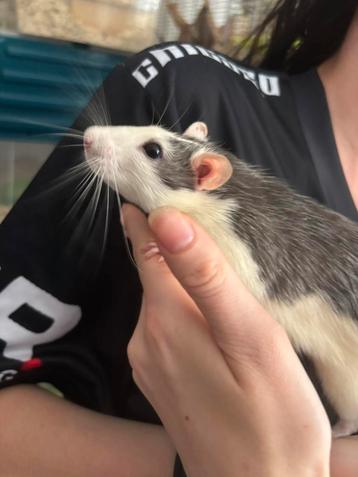 2 super lieve tamme husky ratten ratjes mannen beschikbaar beschikbaar voor biedingen