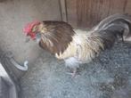 Te koop zing haan voor op half uur op 20  tel 0479263152, Dieren en Toebehoren, Pluimvee