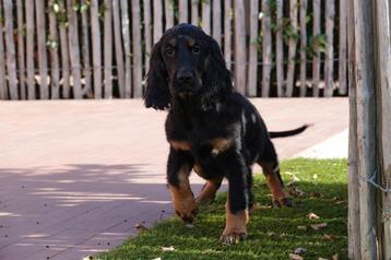 Golden cocker retriever pup  beschikbaar voor biedingen