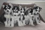 Schattige Husky Puppy’s te Koop!, 8 tot 15 weken, CDV (hondenziekte), Poolhond, Meerdere