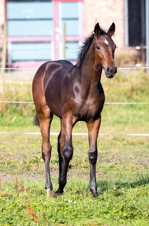 Te koop: jaarling merrie, Dieren en Toebehoren, Paarden, Merrie, Z