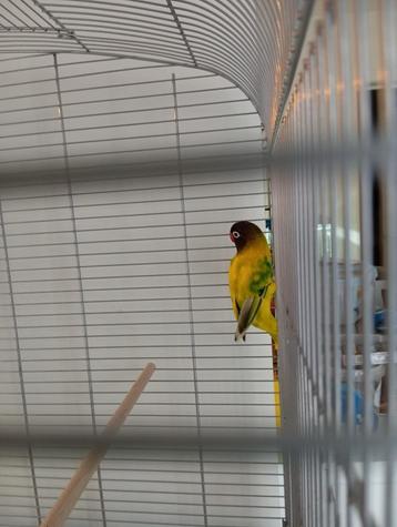 Vrouwelijke agapornis  beschikbaar voor biedingen