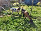2 nubische geiten miekes, Dieren en Toebehoren, Vrouwelijk, Geit, 0 tot 2 jaar