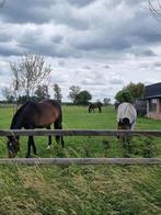 Twee rijpaarden te koop, Dieren en Toebehoren, Niet van toepassing, 7 tot 10 jaar, 160 tot 165 cm, Merrie