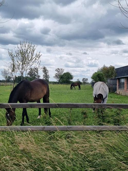 Twee rijpaarden te koop, Dieren en Toebehoren, Paarden, Merrie, Niet van toepassing, 160 tot 165 cm, 7 tot 10 jaar, Gechipt, Ontwormd