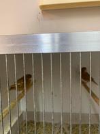 Pheo kanaries, Dieren en Toebehoren