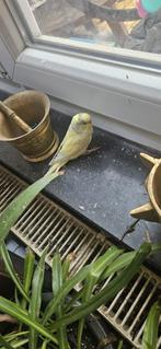 Oiseaux+cage, Enlèvement