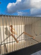 Botvink 2023, Dieren en Toebehoren, Ophalen, Volière