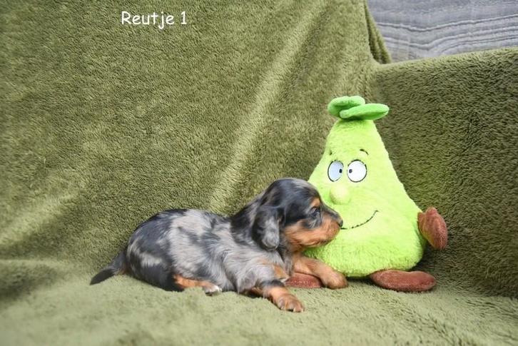 Prachtige langharige Teckel pups, Dieren en Toebehoren, Honden | Teckels en Dashonden, Meerdere dieren, Langhaar, Dwerg, Fokker | Professioneel