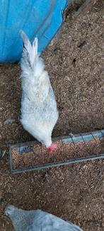 Opal lavender cream legbar, Dieren en Toebehoren, Pluimvee, Mannelijk, Kip