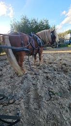 pony, Dieren en Toebehoren, Hengst