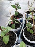 Boutures de fuschias roses vivaces, Ophalen