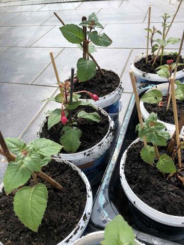 Boutures de fuschias roses vivaces beschikbaar voor biedingen