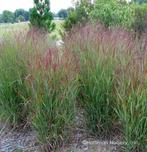 11 x panicum chenendoah in pot, Tuin en Terras, Planten | Tuinplanten, Ophalen, Vaste plant
