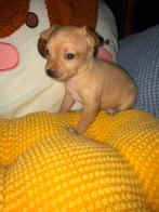 Prachtig praags rattler teefje, Dieren en Toebehoren, Honden | Chihuahua's en Gezelschapshonden, België, Overige rassen, CDV (hondenziekte)