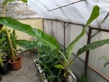 Musa Florida Variegata beschikbaar voor biedingen