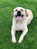 Te Koop Blonde Labrador reu met stamboom, Dieren en Toebehoren, België, Fokker | Hobbymatig, Reu, CDV (hondenziekte)