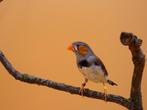 Timorzebravink - Taeniopygia guttata, Dieren en Toebehoren, Meerdere dieren, Tropenvogel, Geringd