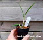 Antilope Orchidee Dendrobium antennatum x canaliculatum, Huis en Inrichting, Ophalen of Verzenden