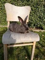 Duitse reuzen raszuivere konijnen, Dieren en Toebehoren, Konijnen