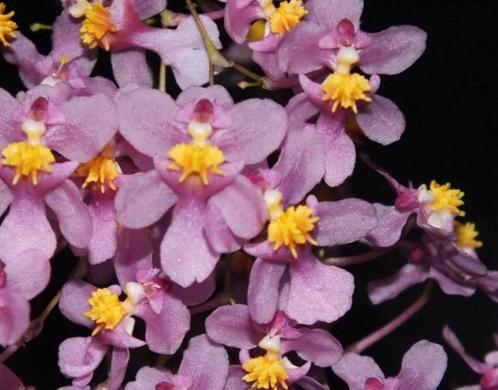 Geurende Orchidee Oncidium sotoanum, Huis en Inrichting, Kamerplanten, Ophalen of Verzenden