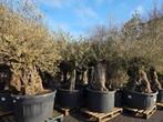 Olijfbomen Olea Europaea - Op voorraad, Jardin & Terrasse, Enlèvement, Olivier