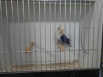 Opaline violet fischeri, Dieren en Toebehoren, Vogels | Parkieten en Papegaaien, Geslacht onbekend, Dwergpapegaai of Agapornis