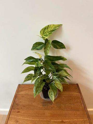 Epipremnum Pinnatum Snow Queen beschikbaar voor biedingen