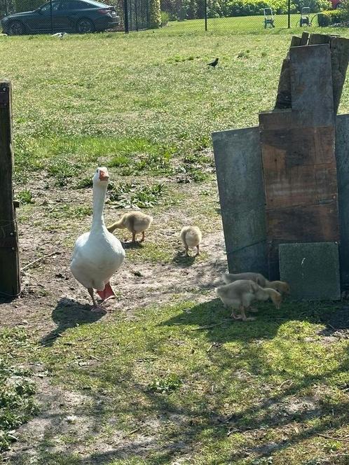 5 jonge ganzen met of zonder hun ouders/koppel ganzen, Dieren en Toebehoren, Overige Dieren, Meerdere dieren, Juni