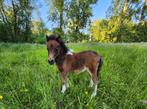 Amerikaanse minipaardjes merries, Dieren en Toebehoren, Pony's, Merrie, Gechipt, Niet van toepassing, A pony (tot 1.17m)