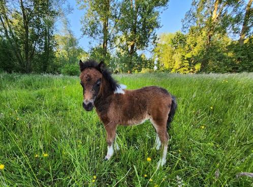 Amerikaanse minipaardjes merries, Dieren en Toebehoren, Pony's, Merrie, Niet van toepassing, A pony (tot 1.17m), Recreatiepony