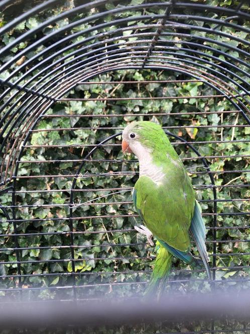 HALF TAMME GROENE MUISPARKIET NU 125 EURO, Dieren en Toebehoren, Vogels | Parkieten en Papegaaien, Parkiet, Meerdere dieren, Tam