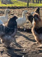 Grijze zijdehoen haan, Dieren en Toebehoren, Mannelijk, Kip