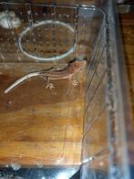 bébé gecko a crête wall red phanton, 0 tot 2 jaar, Hagedis