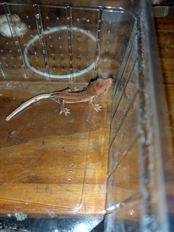 bébé gecko a crête wall red phanton 