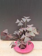 Oxalis triangularis nr 67, Huis en Inrichting, Kamerplanten, Ophalen