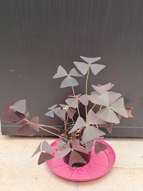 Oxalis triangularis nr 67, Huis en Inrichting, Kamerplanten, Ophalen
