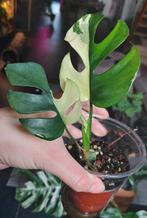 Rhaphidophora tetrasperma variegata (monstera minima), Huis en Inrichting, Ophalen of Verzenden