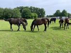 Verzorg paarden en veulens. Rijden/buitenrit. Gratis, Dieren en Toebehoren, Paarden