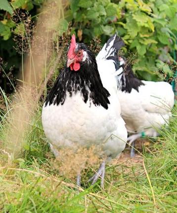 Lakenvelder kippen jonge hennen beschikbaar beschikbaar voor biedingen