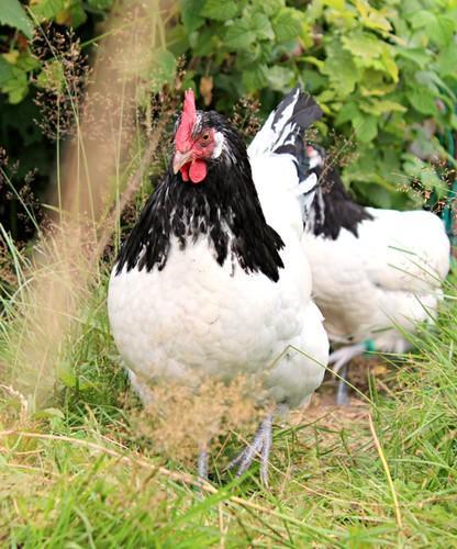 Lakenvelder kippen jonge hennen beschikbaar, Dieren en Toebehoren, Pluimvee, Kip, Vrouwelijk